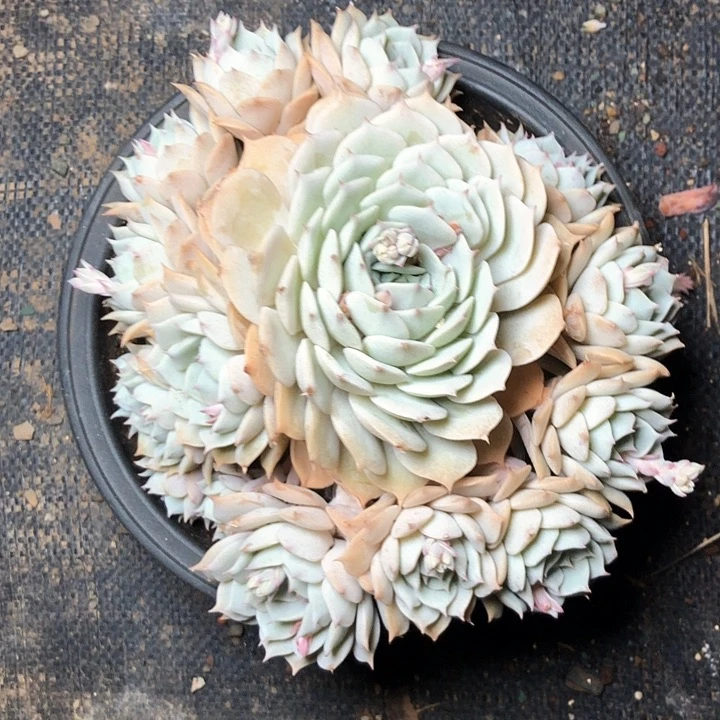 A****7/////////////////