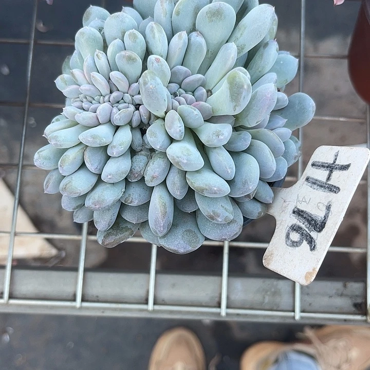 两单包邮，一物一拍菩提子缀176