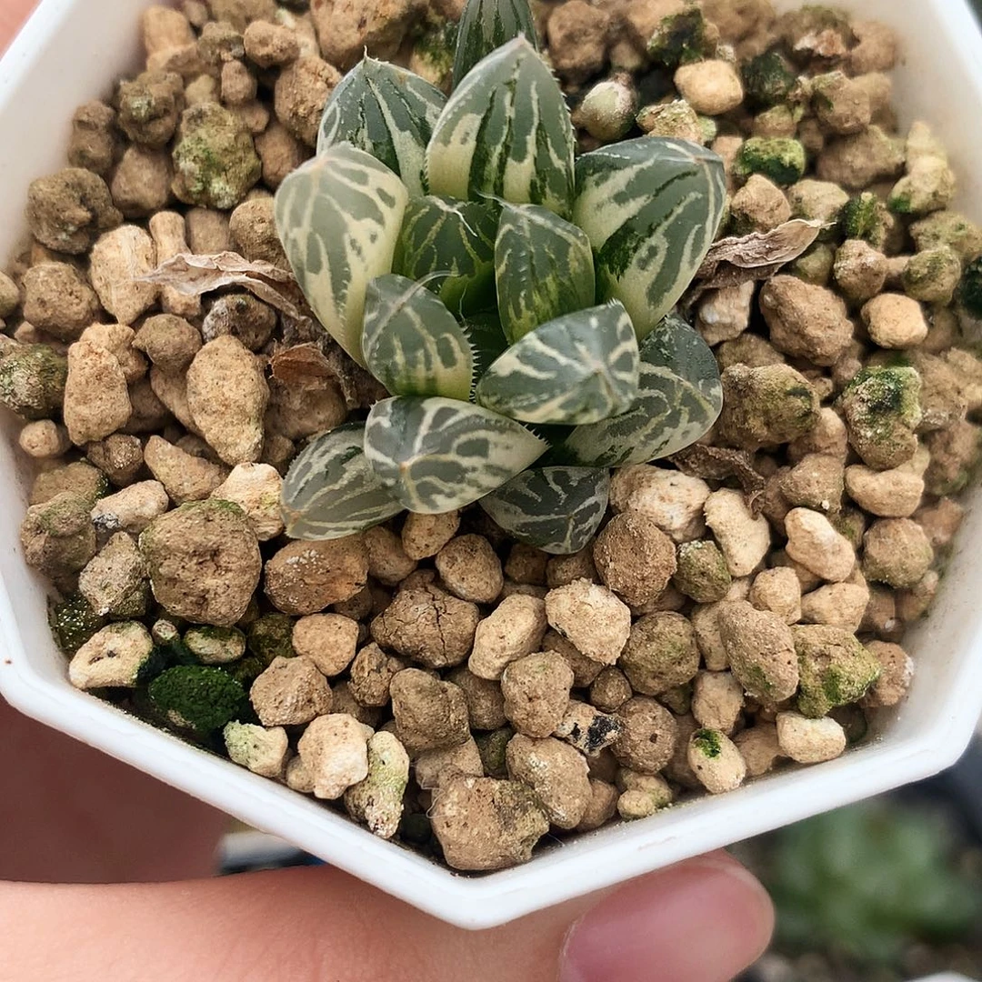 胭脂玉露锦，一物一拍