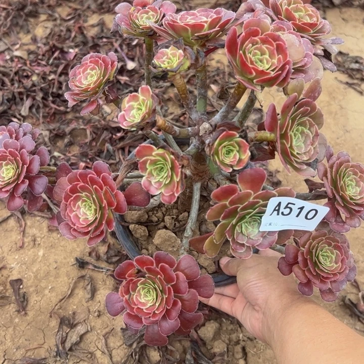 黑萝莉微瑕多肉植物510.