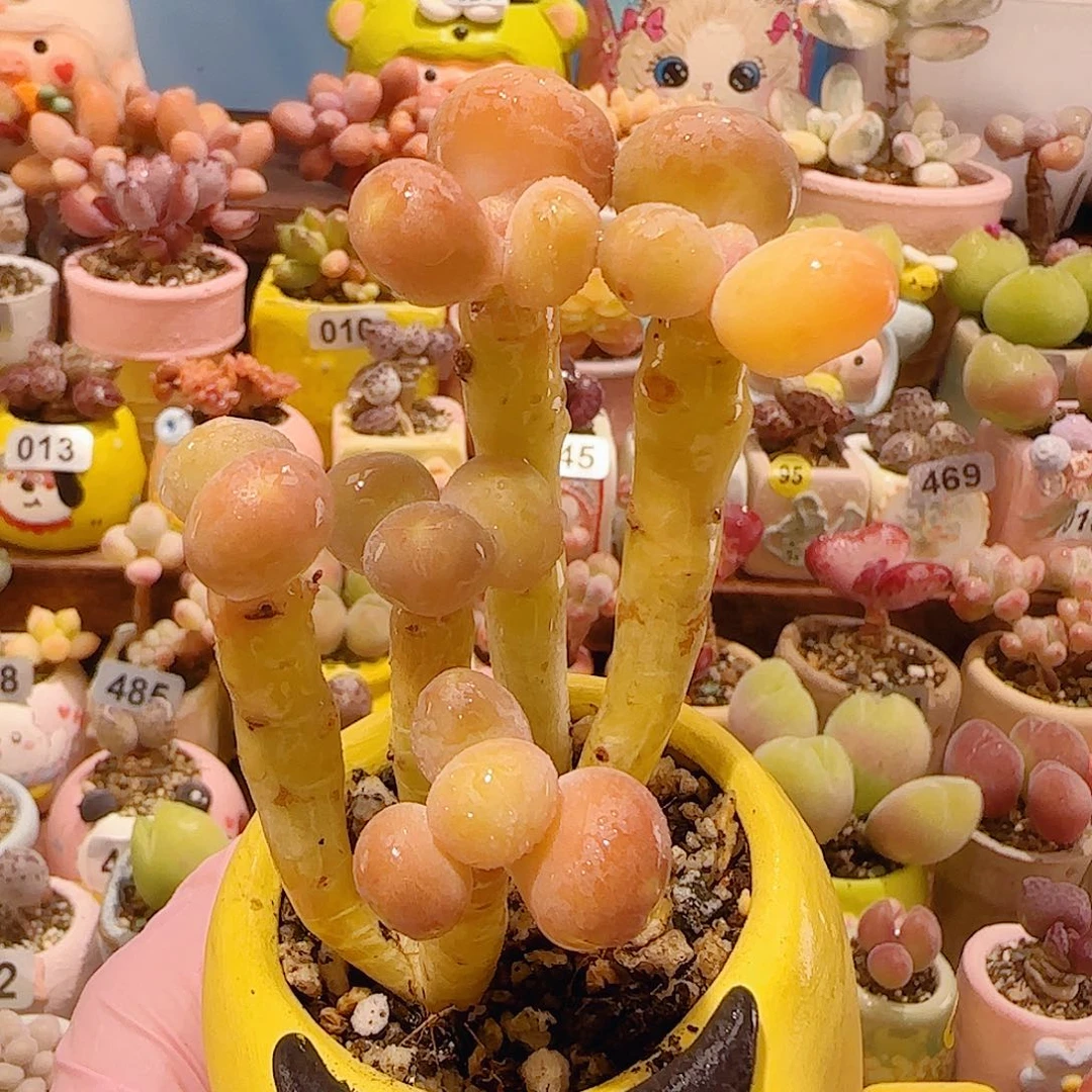 T可爱金蟾盆口5cm