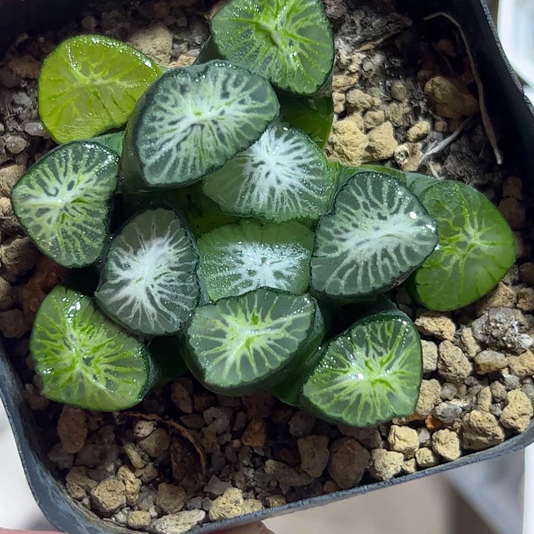 白妙万象十二卷多肉植物