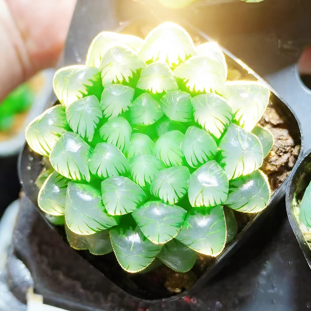 糯姬玉露1颗（满16包邮） 十二卷玉露 透窗 多肉植物发货