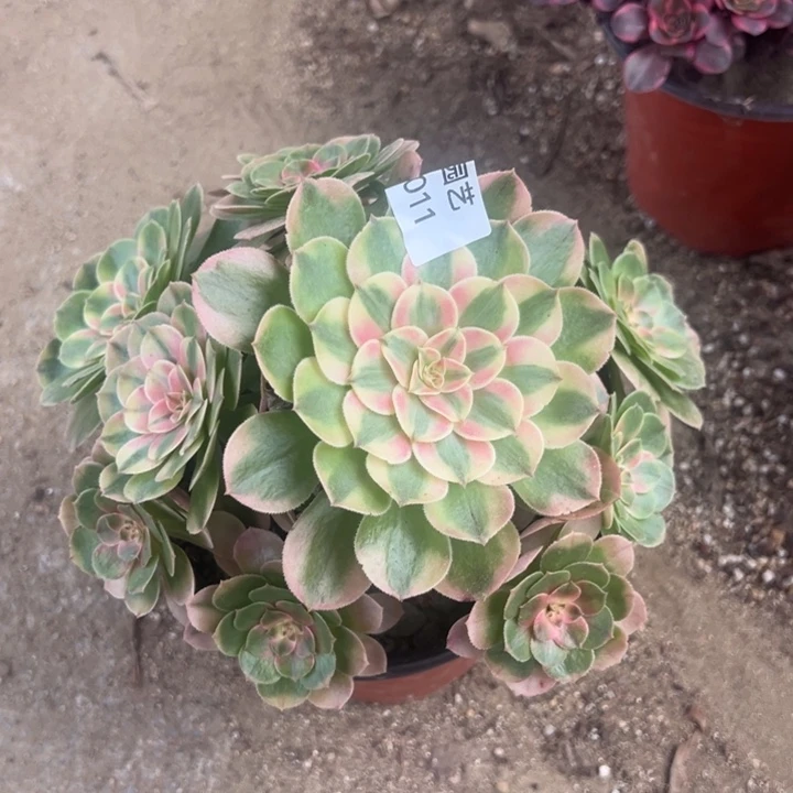 荔枝多肉植物011法师