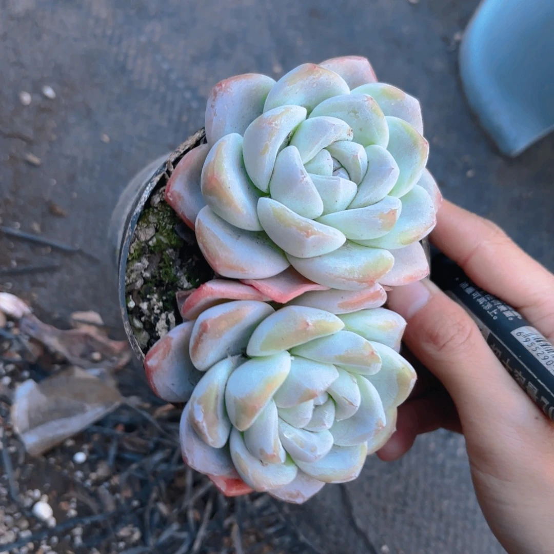 双头冰玉12cm新疆包邮