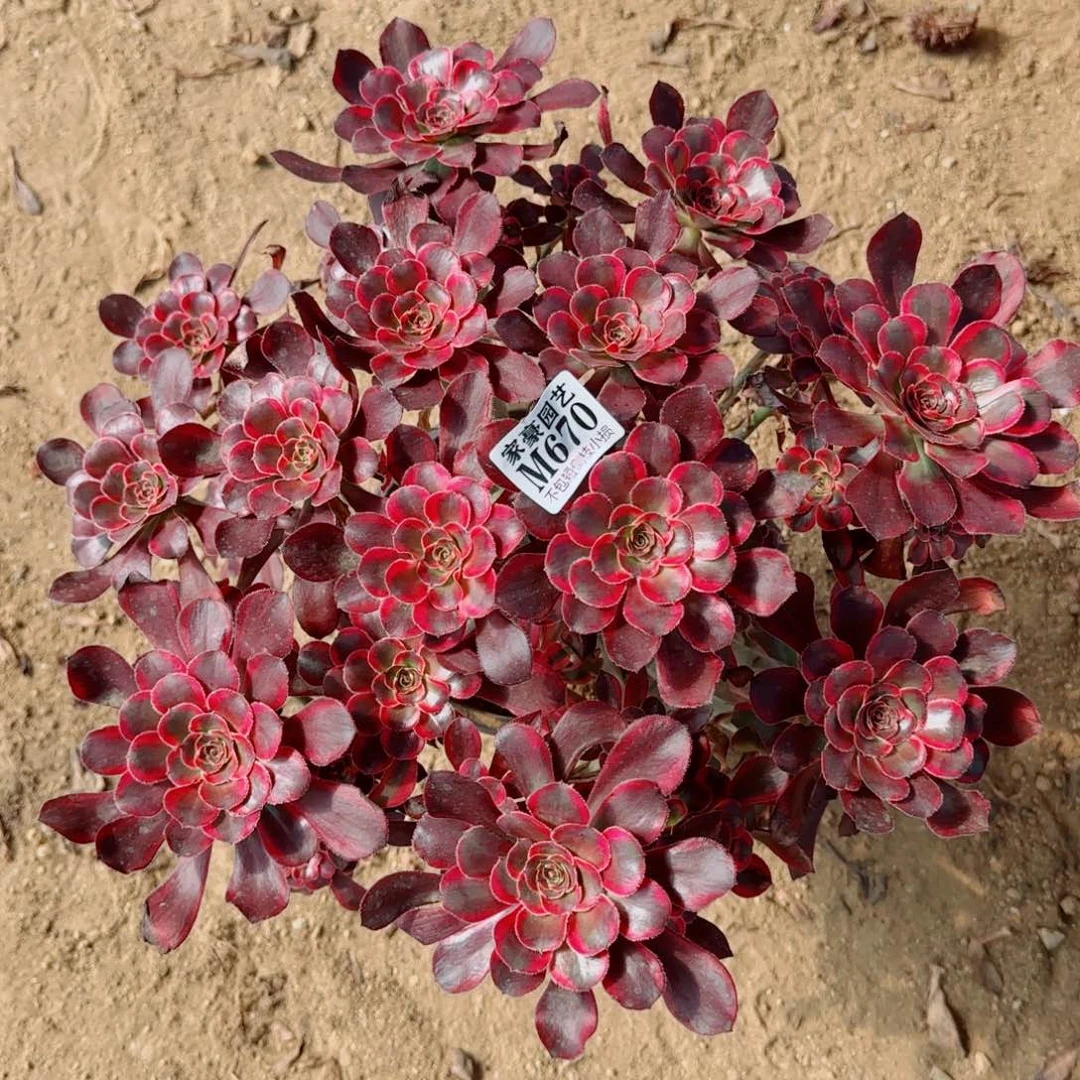 670香耐尔发师冠幅40