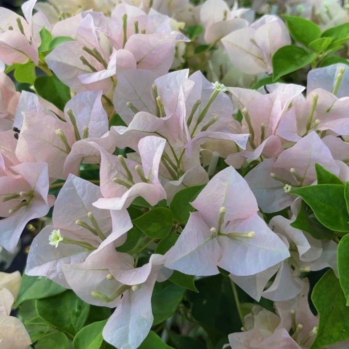 完全开放暗斑丽人