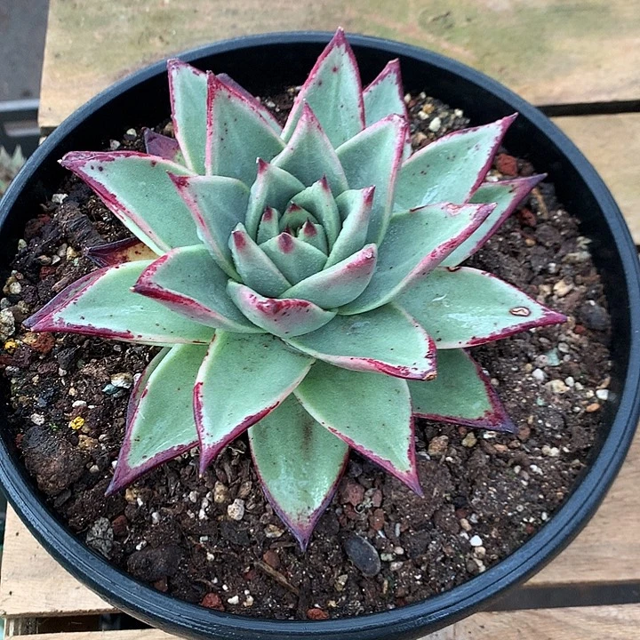 美肉特价活动开始啦