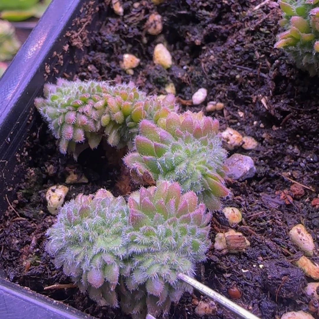 侧芽2厘米12226424467678338