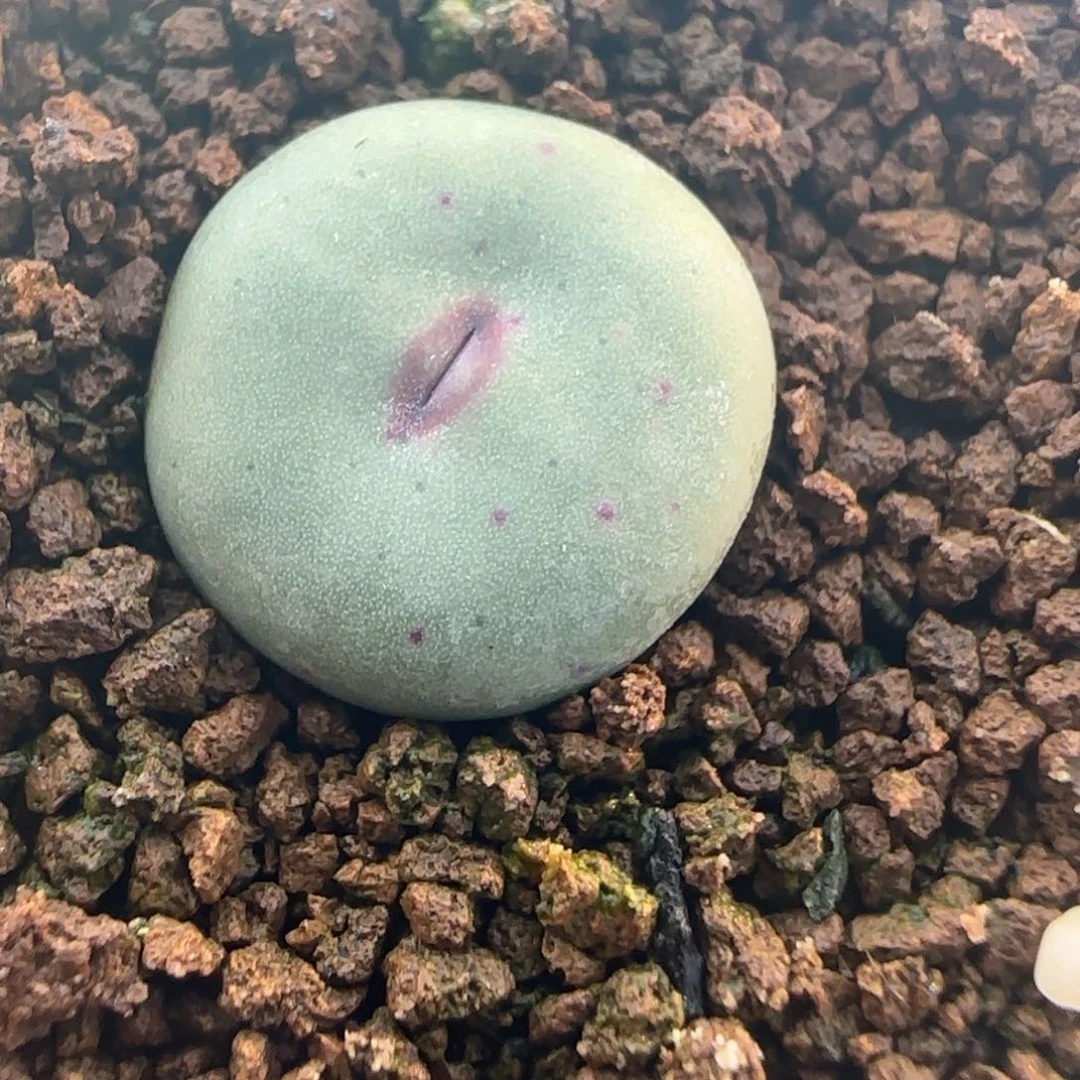 1.27多肉大型嘟嘟嘴一颗84号