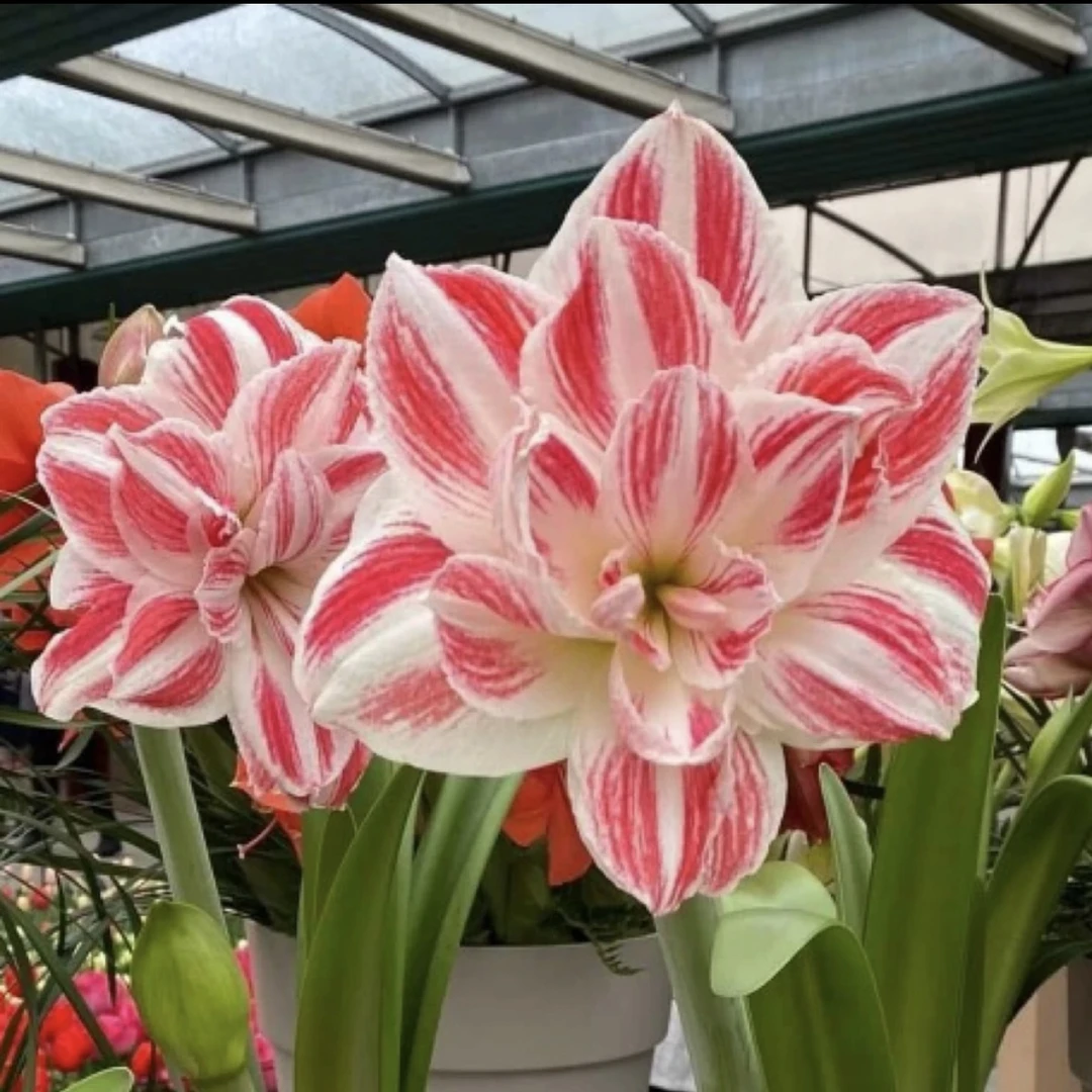 【惊奇铃声～进口重瓣】室内朱顶红种植浇水采收老根叶子根系北