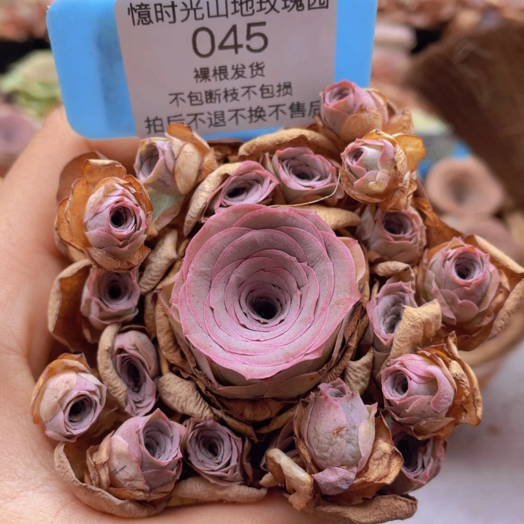 山地玫瑰045断枝不包损不售后