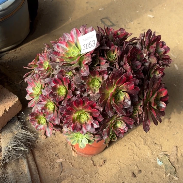 安娜锦多肉法师3053