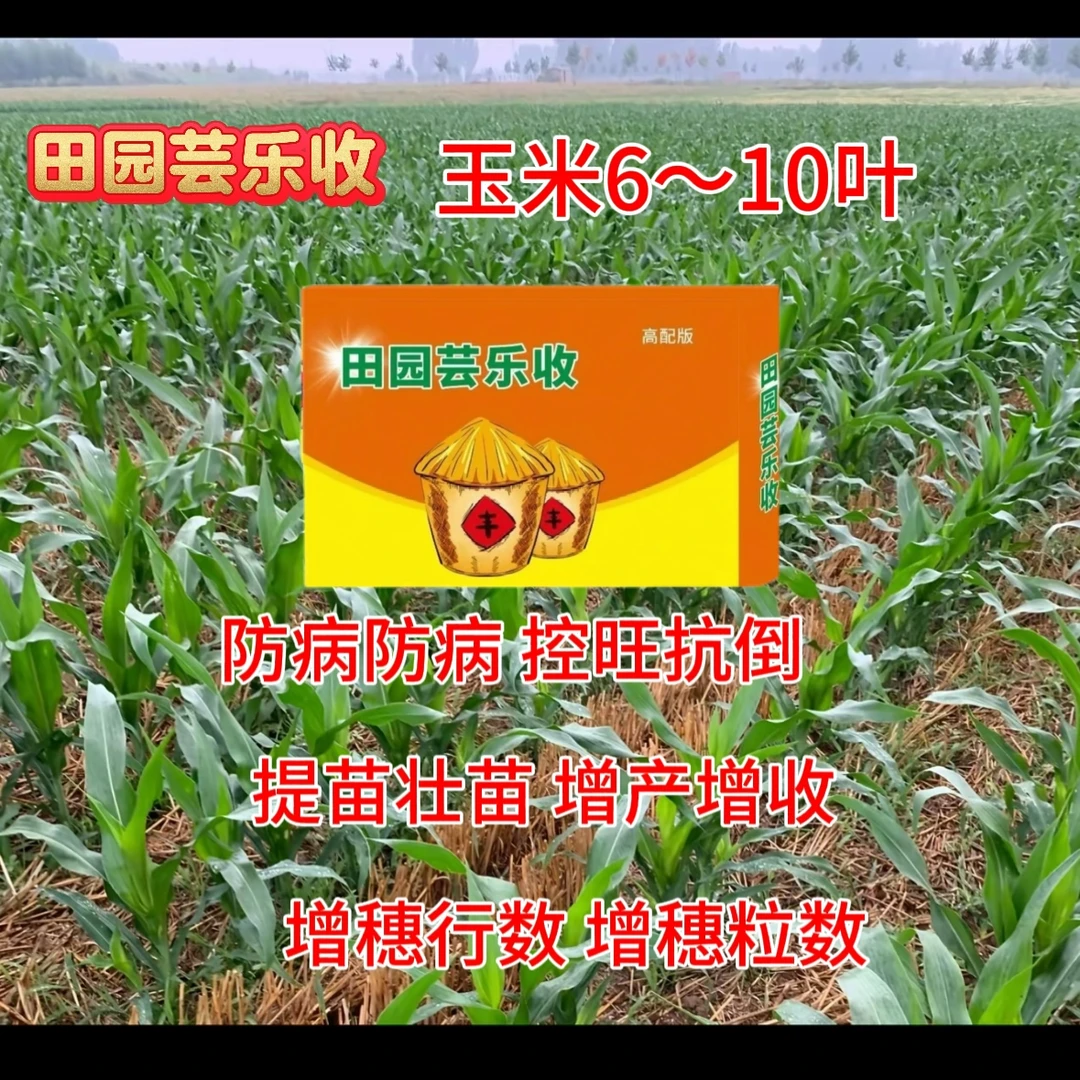 田园芸乐收玉米高产管理方案10亩地第二遍