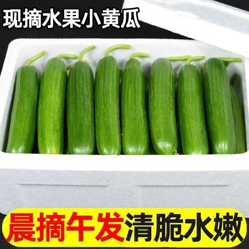 脆甜水果黄瓜无刺无糖水果产地直发当季新鲜水果新鲜现摘现发生吃