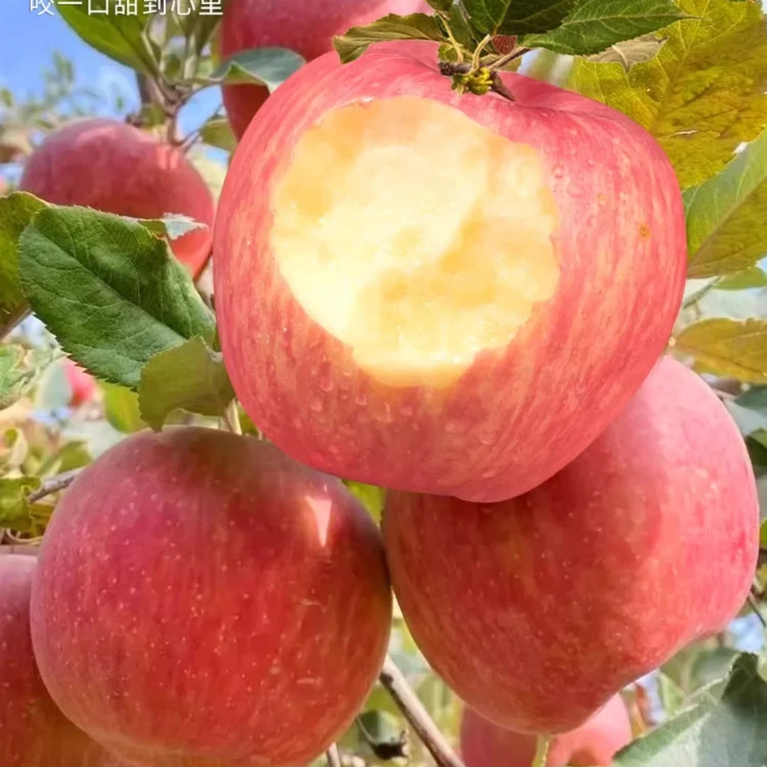 冰糖心红富士带箱五斤中大果70-80mm坏果包赔