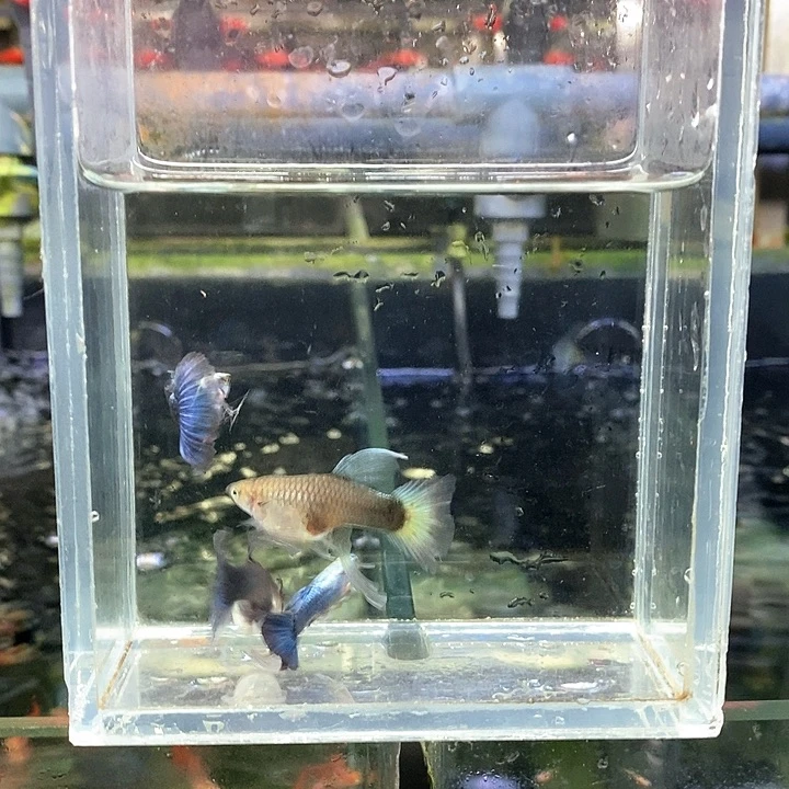 海水蓝礼服c两对挑
