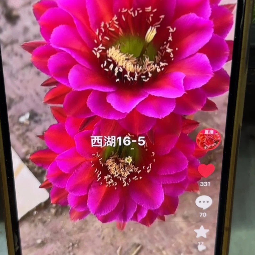 16-5彩侧牙20包邮仙人球33