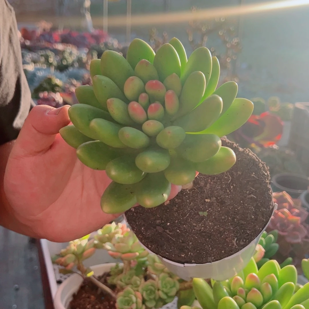 金蝉大单头老桩多肉