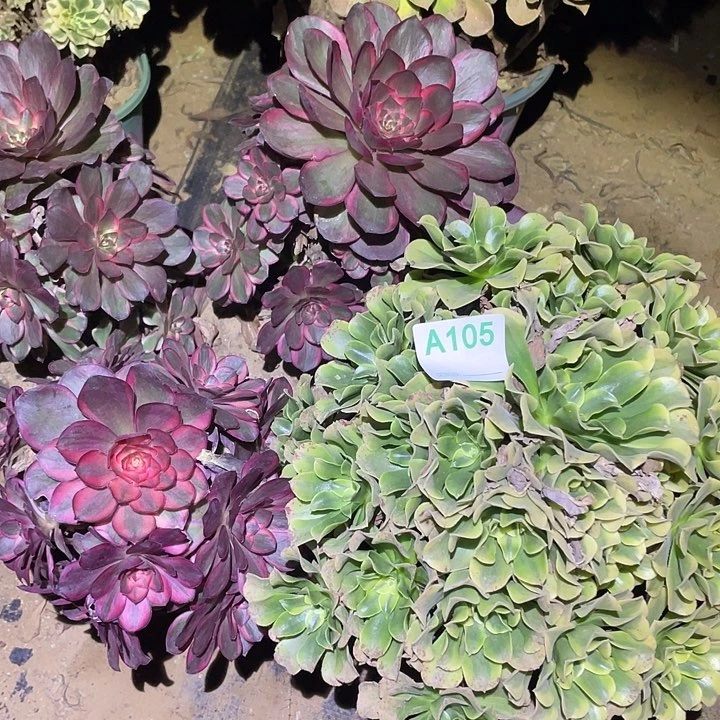 ?****?多肉植物断枝不包105纳福3颗加绿豆沙