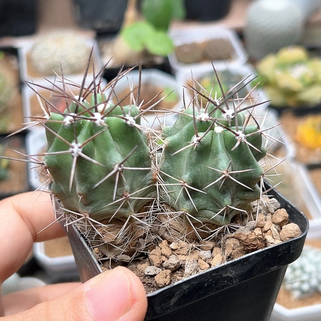 无花朵双头实生篝火虾一颗一颗