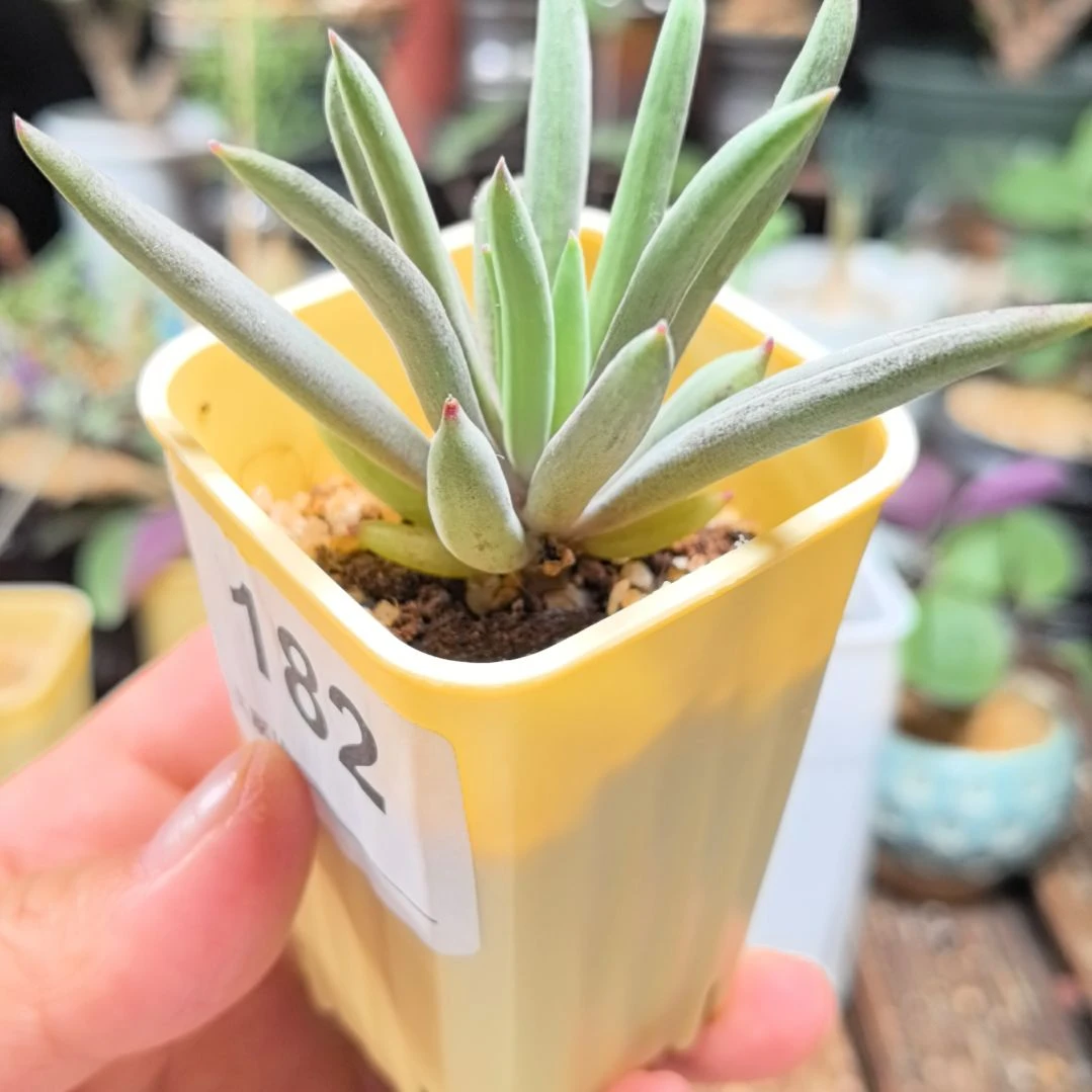 红***头卡诺萨厚敦菊带盆包邮