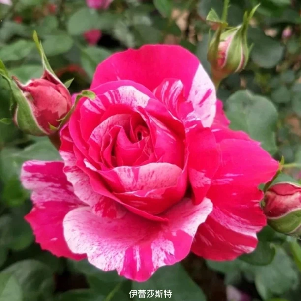 【伊蕾莎斯特】粉白条纹大花丰花勤花可藤可灌扦插盆栽月季！