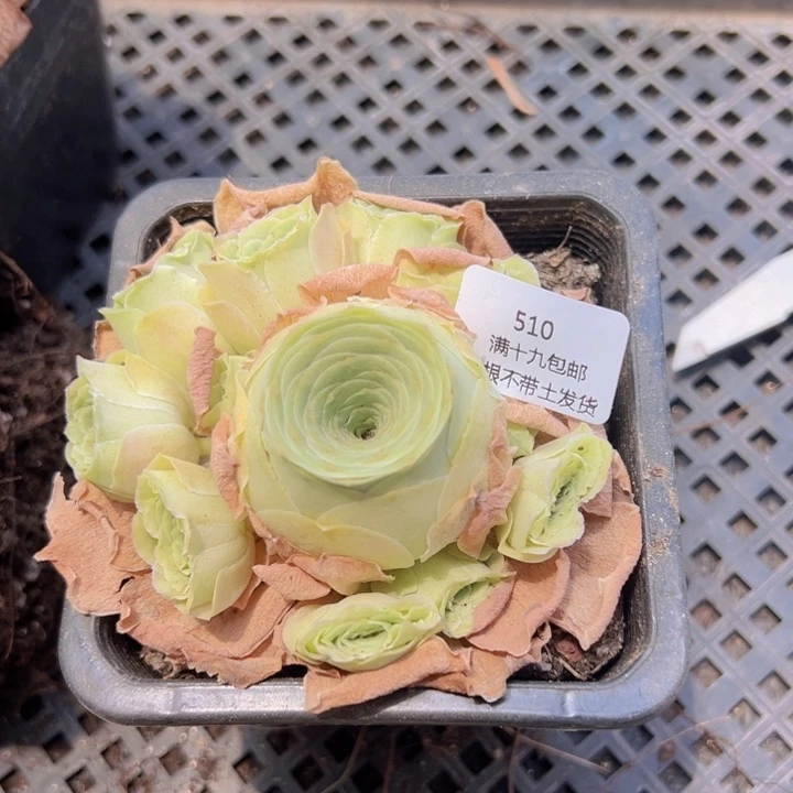 510 裸根不带土发货不包损