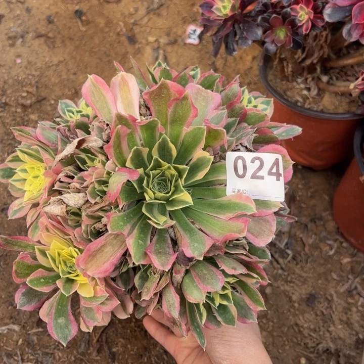 白风多肉植物024