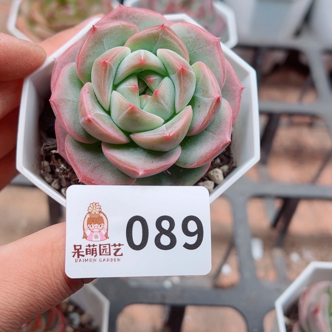 多肉植物多肉植物