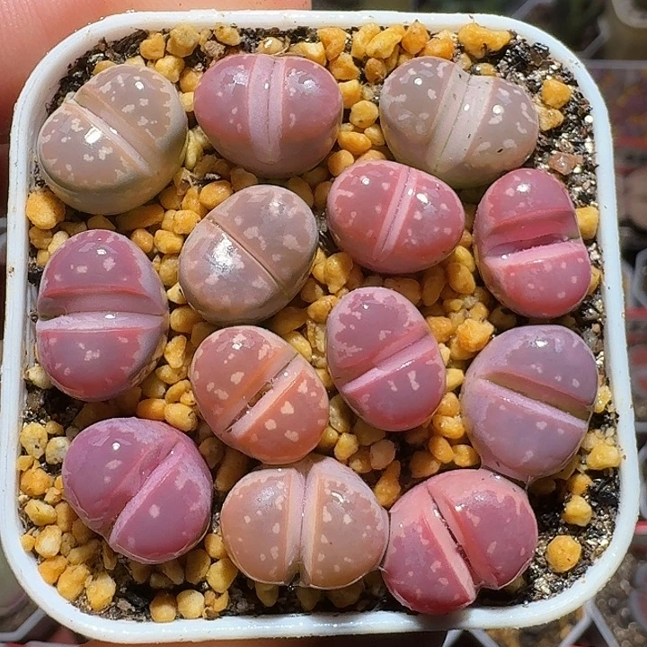 生石花122112/。     336