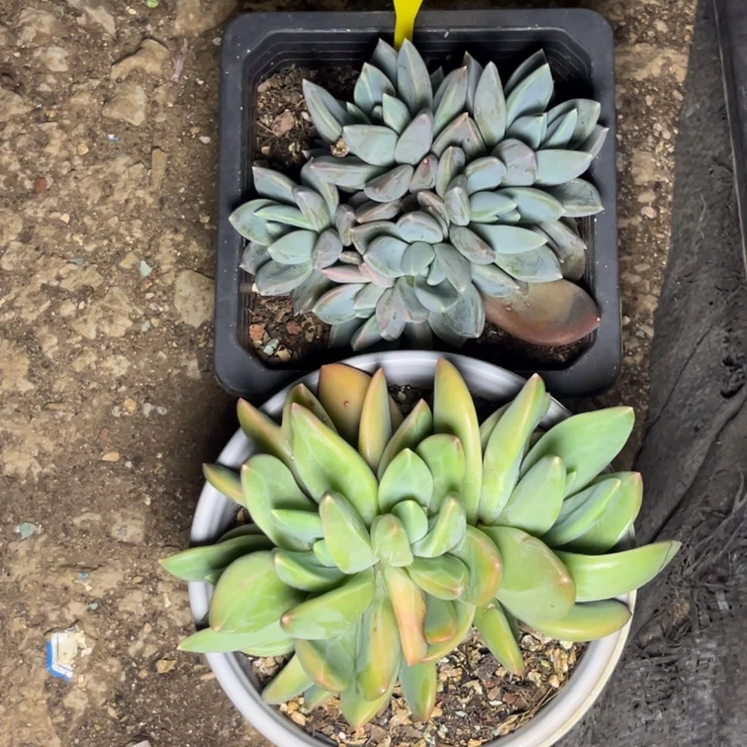 奥****兽多肉植物红蛋+海洋738