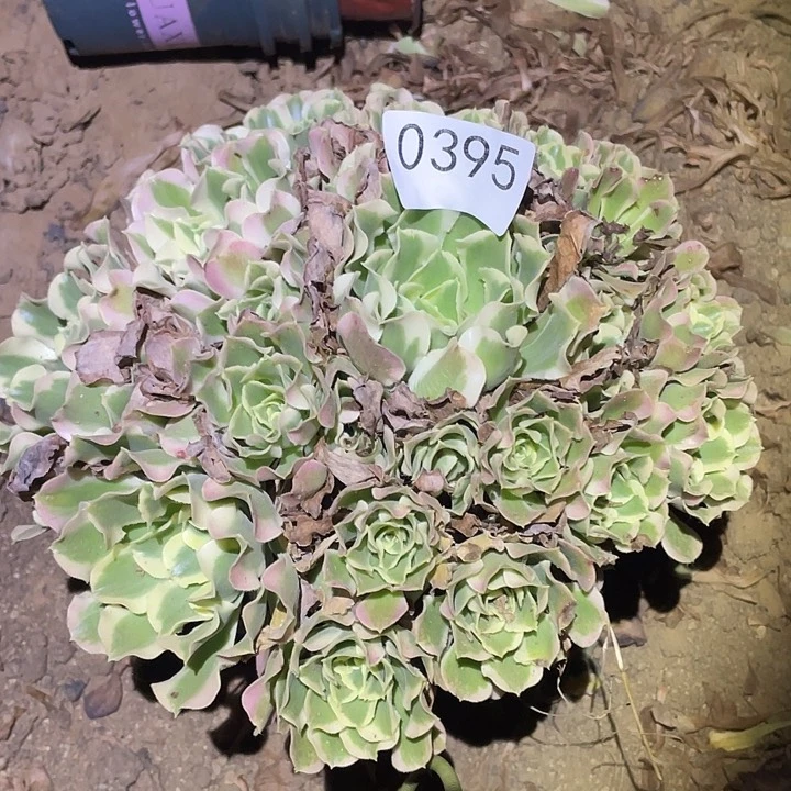 多肉植物法师不包断395白凤