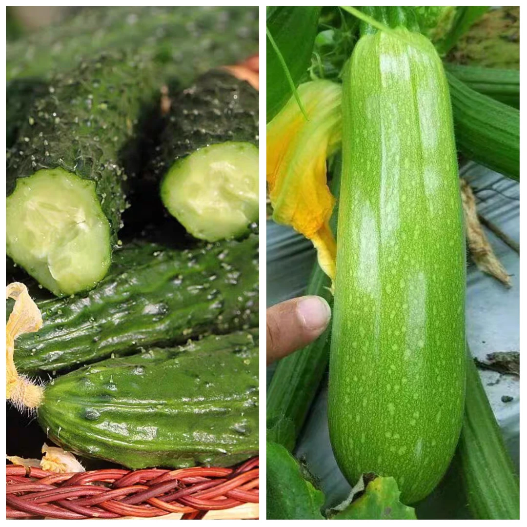 黄瓜西葫芦组合装五斤