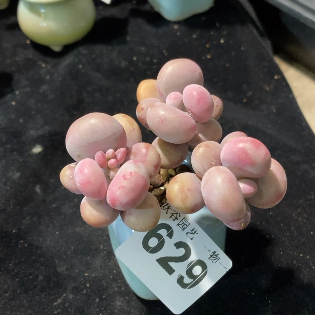 629糖果腰子蛋带盆土