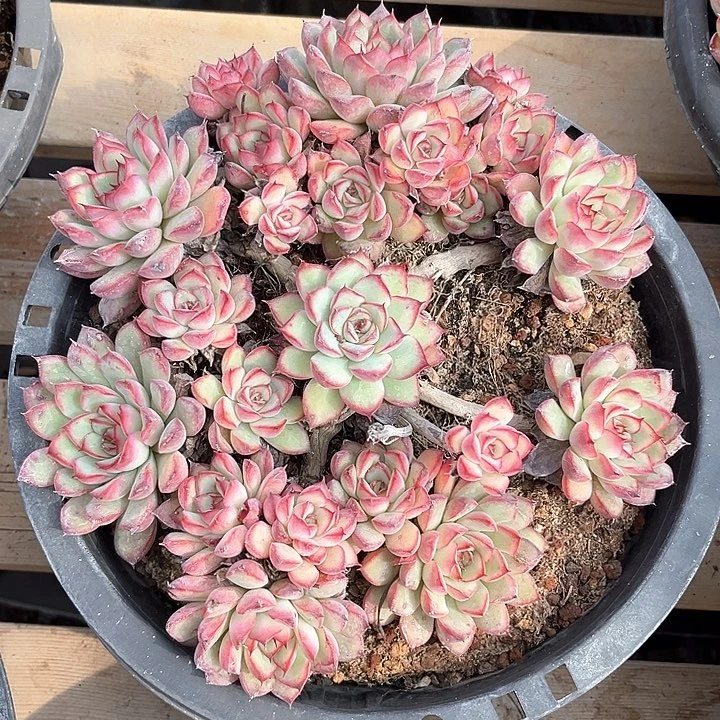 大盆老桩精控荷花