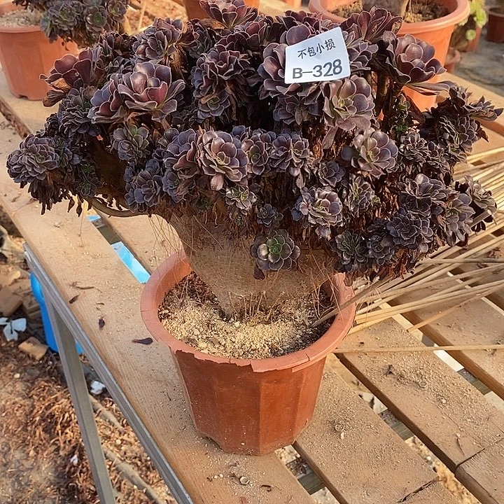 328 欧紫缀宽35 公分微瑕