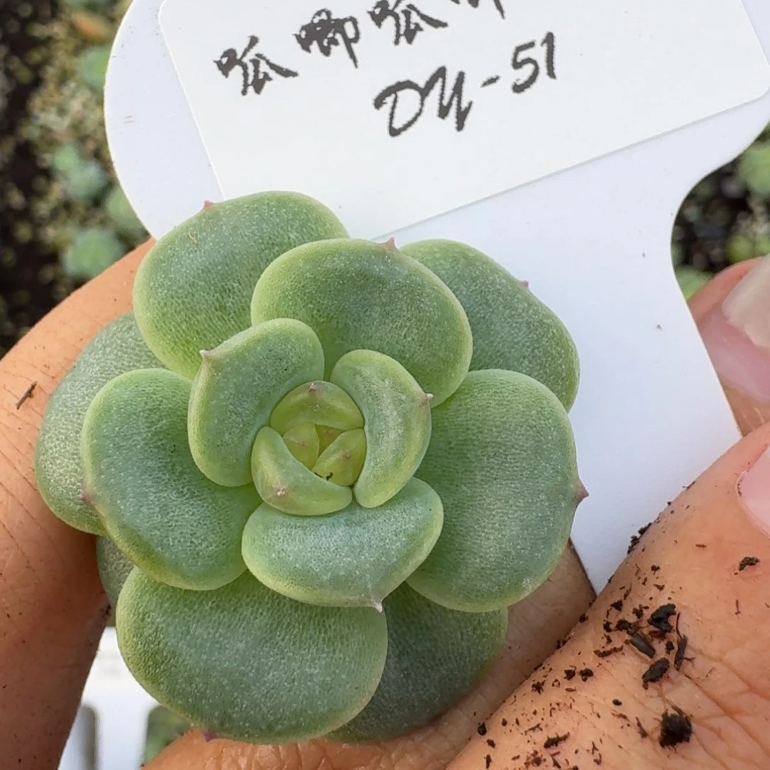 0719-051-2024珍妮（七天售后）