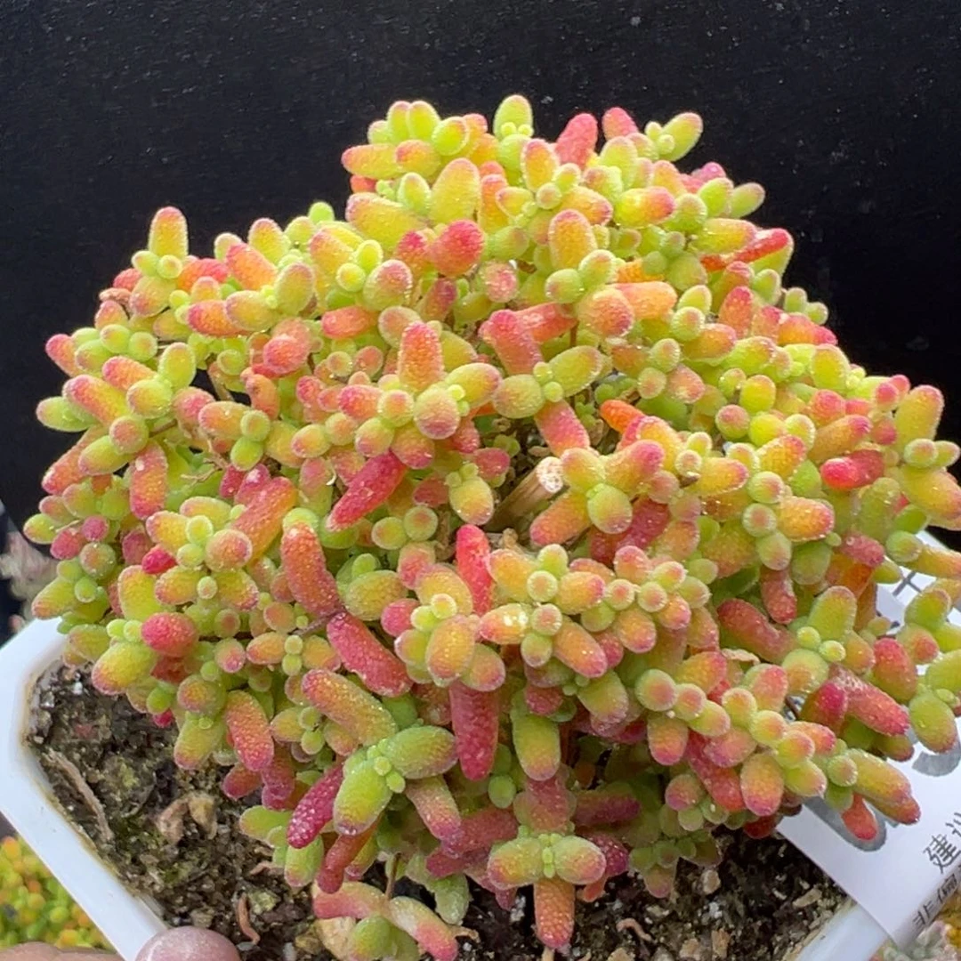 u977直杆树型蜜橘糖球冠幅7cm