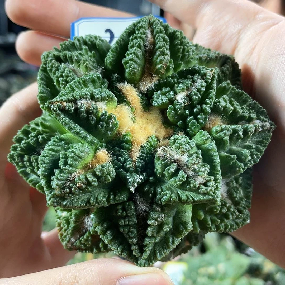 28号8.8cm自根大尤龟甲辛顿萝卜根