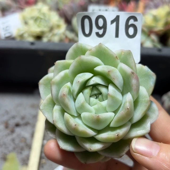 多肉植物满18包邮当场凑单