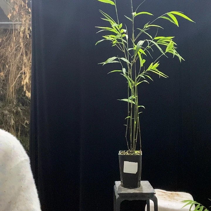 完全开放内门竹内门竹内门竹