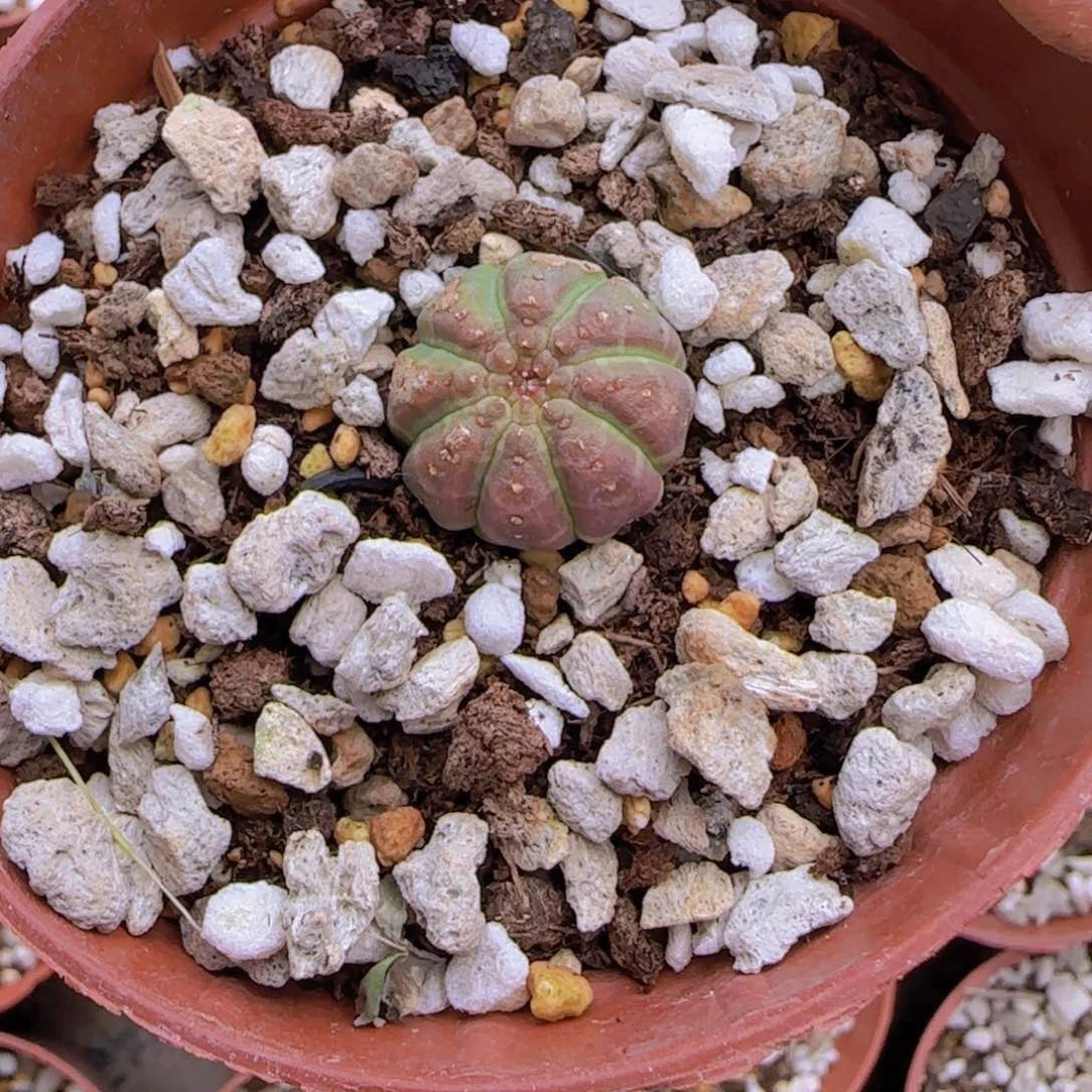 十***时块根植物块根植物