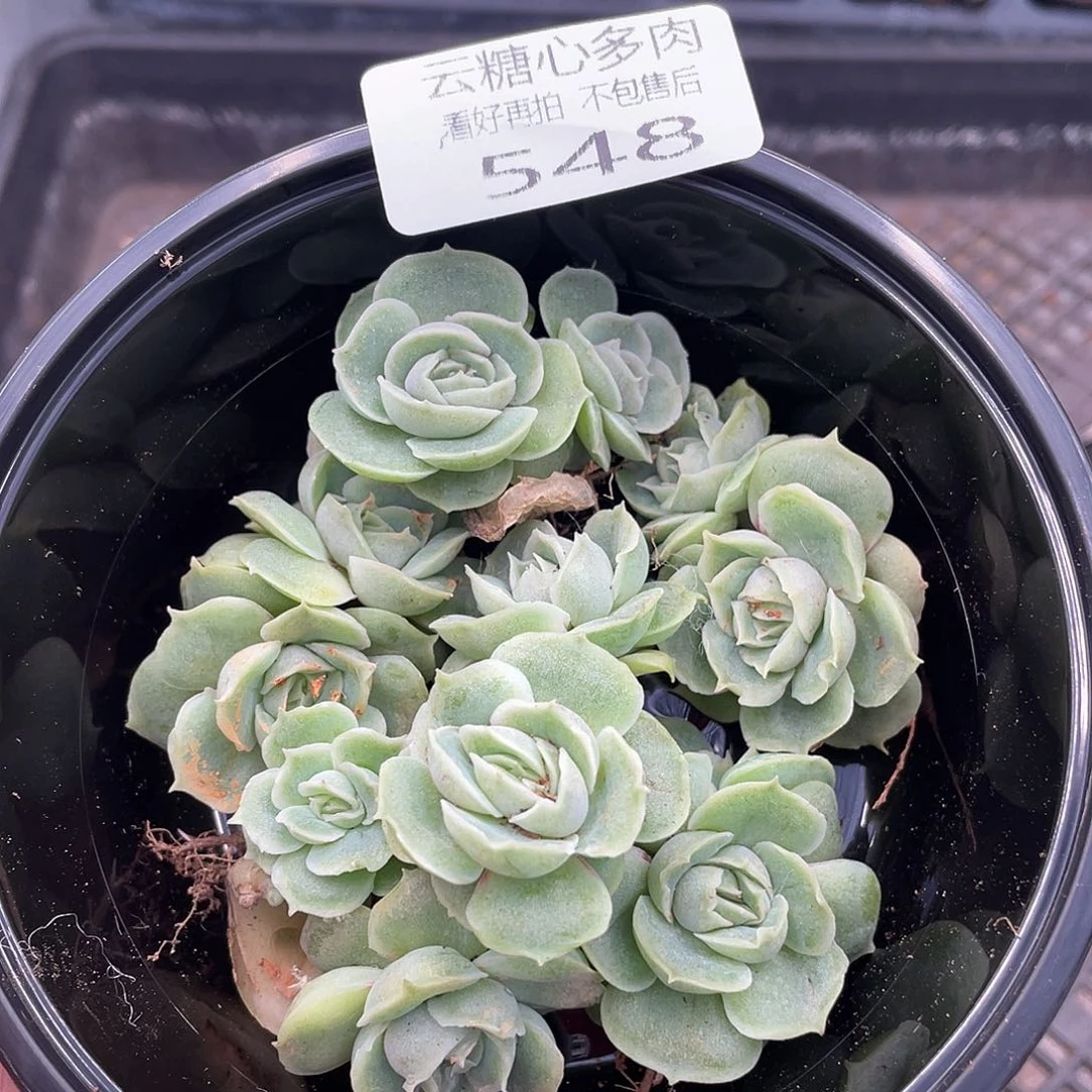 云糖心多肉植物548