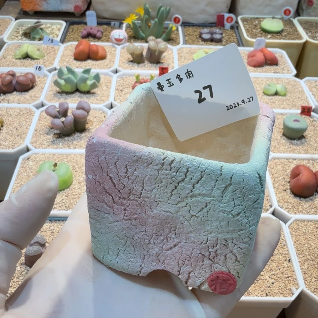 麻***薯多肉多肉多肉9.27-027