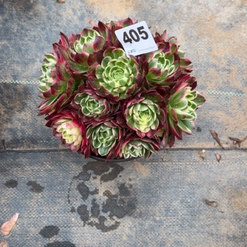 娇*405海王朵朵多肉