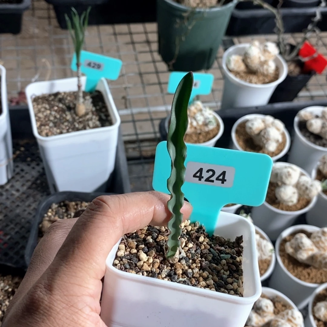 波叶雪莲产地多肉植物