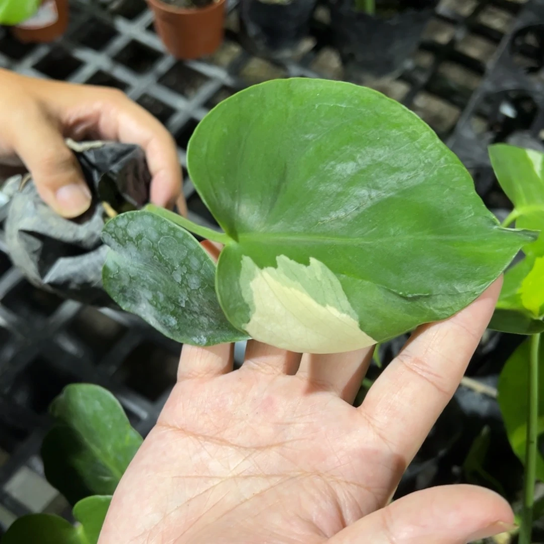 完全开放田园土盲盒