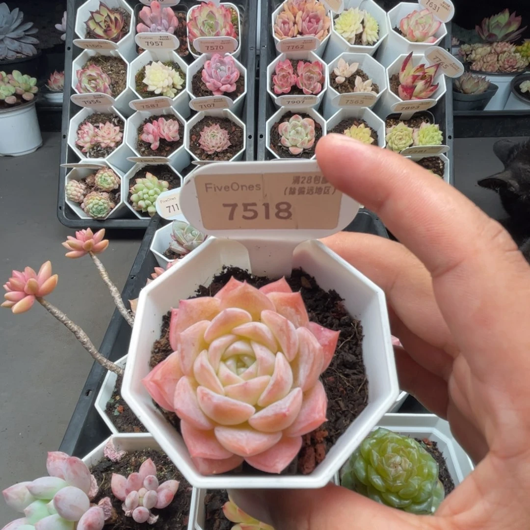 7518冰贵妃4.5厘米
