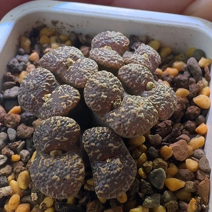 10号泡泡勋章一物一拍